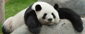 pandi